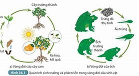 Mt Sống Của Sinh Vật Là Gì